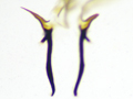 Tenthredopsis friesei